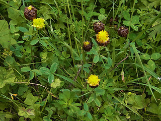 Trifolium badium