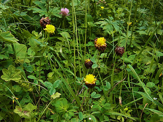 Trifolium badium