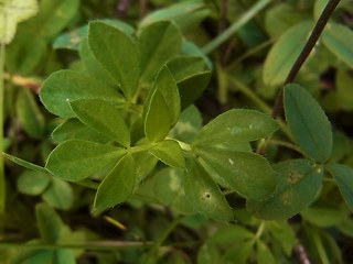 Trifolium badium