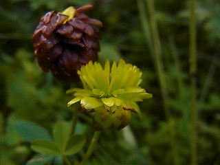 Trifolium badium