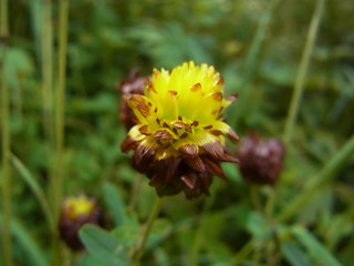 Trifolium badium