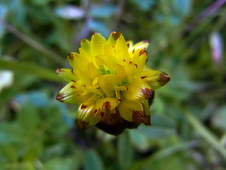 Trifolium badium