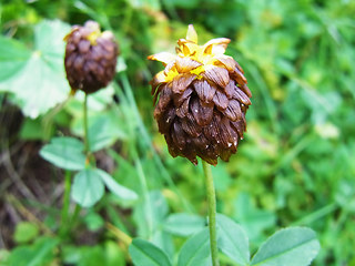 Trifolium badium