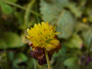 Trifolium badium