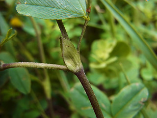 Trifolium badium