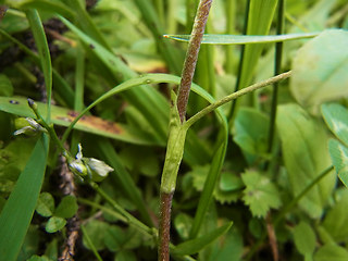 Trifolium badium