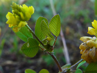 Trifolium campestre