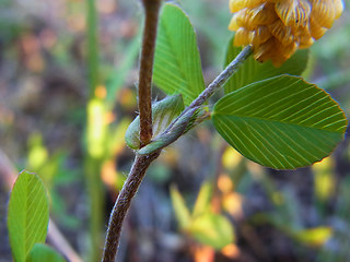 Trifolium campestre