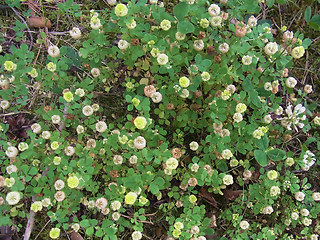 Trifolium campestre