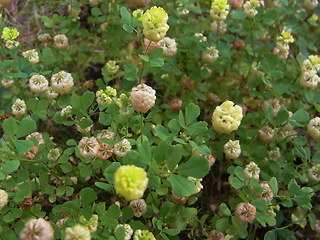 Trifolium campestre