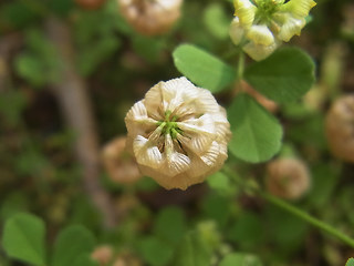 Trifolium campestre