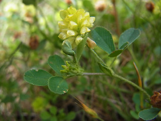 Trifolium campestre