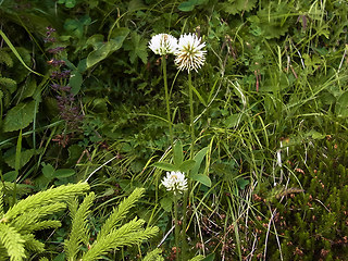 Trifolium montanum