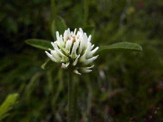 Trifolium montanum