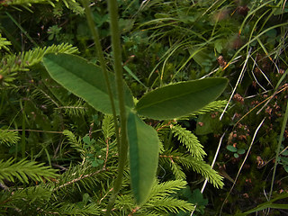 Trifolium montanum