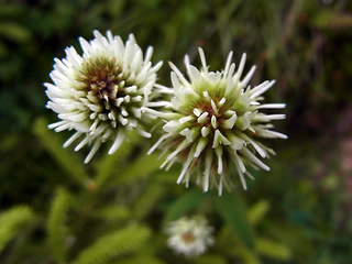 Trifolium montanum