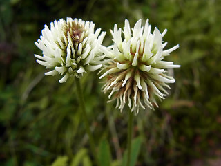 Trifolium montanum