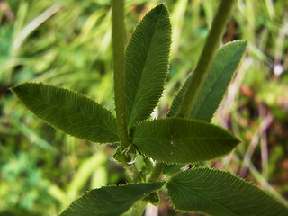 Trifolium montanum