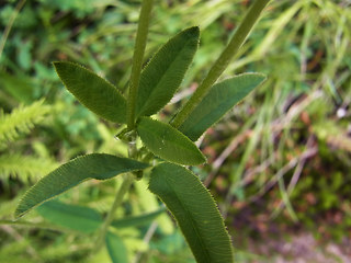 Trifolium montanum