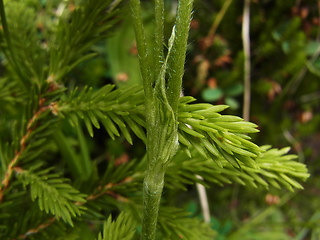 Trifolium montanum