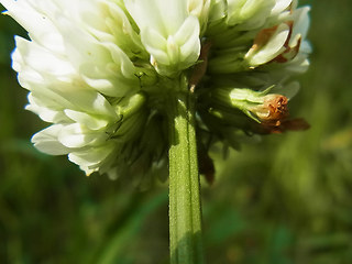 Trifolium repens