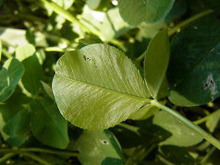 Trifolium repens