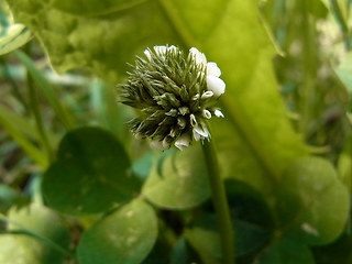 Trifolium repens