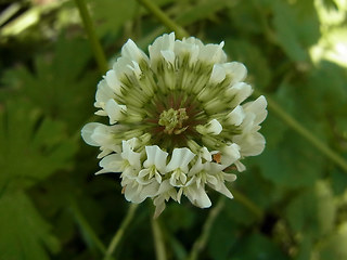 Trifolium repens