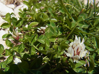 Trifolium thalii
