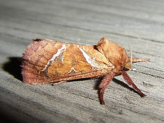 Triodia sylvina