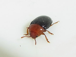 Triplax lepida