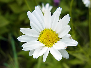 Tripleurospermum inodorum