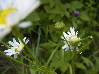 Tripleurospermum inodorum