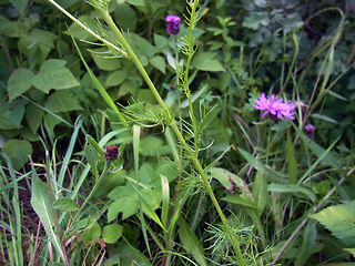 Tripleurospermum inodorum