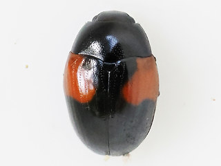 Tritoma bipustulata