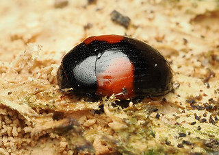Tritoma bipustulata