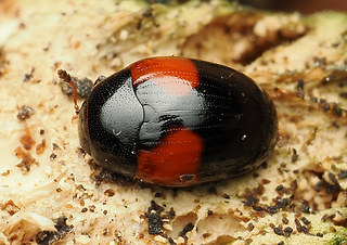 Tritoma bipustulata