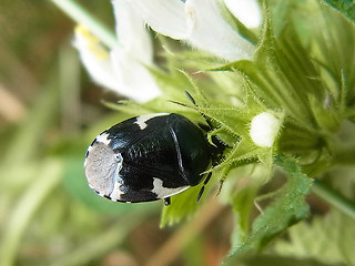 Tritomegas sexmaculatus