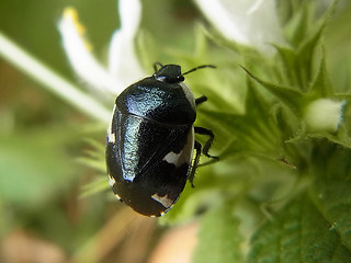 Tritomegas sexmaculatus