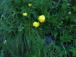 Trollius europaeus