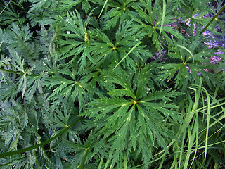 Trollius europaeus