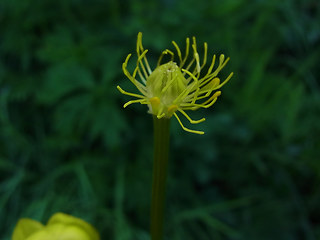 Trollius europaeus