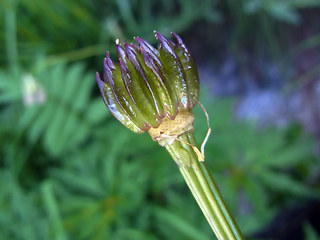 Trollius europaeus