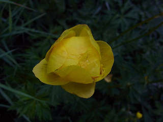 Trollius europaeus