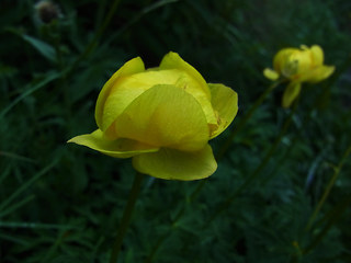 Trollius europaeus