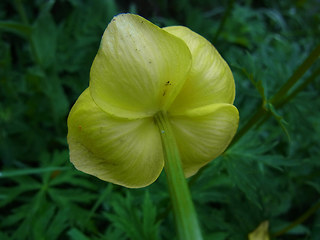 Trollius europaeus