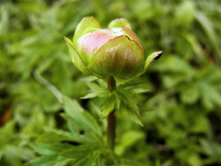 Trollius europaeus