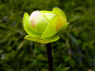 Trollius europaeus