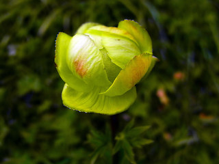 Trollius europaeus