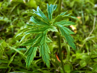 Trollius europaeus